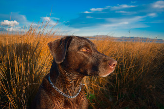 chasse hunting dog.jpg